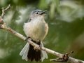 Blue-gray Gnatcatcher - 1532–1598 Lakeview Manor Rd, Springville US-TN 36.25570, -88.10423, Henry County, May 26, 2021