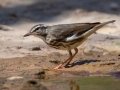 Louisiana Waterthrush - Rotary Park, Montgomery County, April 5, 2021