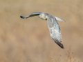 Northern Harrier (male carrying a mouse) - 3382–3898 Jim Johnson Rd, Clarksville, Montgomery County, January 19, 2021