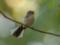 Blue-gray Gnatcatcher - 1532–1598 Lakeview Manor Rd, Springville US-TN 36.25570, -88.10423, Henry County, May 26, 2021