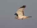 Northern Harrier (male carrying a mouse) - 3382–3898 Jim Johnson Rd, Clarksville, Montgomery County, January 19, 2021