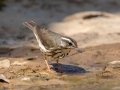 Louisiana Waterthrush - Rotary Park, Montgomery County, April 5, 2021