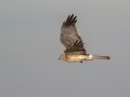 Northern Harrier (male carrying a mouse) - 3382–3898 Jim Johnson Rd, Clarksville, Montgomery County, January 19, 2021