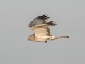 Northern Harrier (male carrying a mouse) - 3382–3898 Jim Johnson Rd, Clarksville, Montgomery County, January 19, 2021