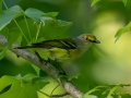 White-eyed Vireo - 1532–1598 Lakeview Manor Rd, Springville US-TN 36.25570, -88.10423, Henry County, May 26, 2021