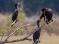 Neotropic Cormorant (left) - Cross Creeks NWR - Hwy 49 Entrance, Stewart County, Jul 9, 2021