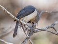 Tufted Titmouse - Rotary Park, Montgomery County, April 5, 2021