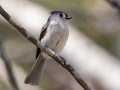 Tufted Titmouse - Rotary Park, Montgomery County, April 5, 2021