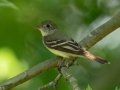 Acadian Flycatcher - 1532–1598 Lakeview Manor Rd, Springville US-TN 36.25570, -88.10423, Henry County, May 26, 2021