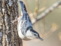 White-breasted Nuthatch, Bowie Nature Park, Williamson County, March 9, 2021