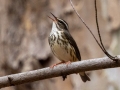 Louisiana Waterthrush, Bowie Nature Park, Williamson County, March 24, 2021