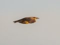 Eastern Meadowlark - 3382–3898 Jim Johnson Rd, Clarksville, Montgomery County, January 19, 2021