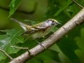 Chestnut-sided Warbler - Radnor Lake State Park Natural Area, Nashville, Davidson County, May 17, 2021