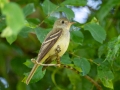 Acadian Flycatcher - 1532–1598 Lakeview Manor Rd, Springville US-TN 36.25570, -88.10423, Henry County, May 26, 2021