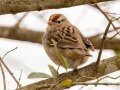 White-crowned Sparrow - Haynes Bottom WMA, Montgomery County, February 25, 2021
