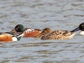 Northern Shovelers - Dunbar Cave SP, Montgomery County, February 22, 2021
