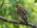 Red-shouldered Hawk - 1532–1598 Lakeview Manor Rd, Springville US-TN 36.25570, -88.10423, Henry County, May 26, 2021