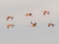 Sandhill Cranes- 3382–3898 Jim Johnson Rd, Clarksville, Montgomery County, January 19, 2021