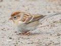 Field Sparrow - Haynes Bottom WMA, Montgomery County, February 25, 2021