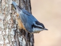 Red-breasted Nuthatch, Bowie Nature Park, Williamson County, March 9, 2021