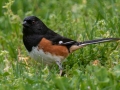Eastern Towhee (male) - Rotary Park, Montgomery County, April 10, 2021