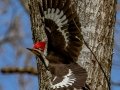 Pileated Woodpecker (male) - Rotary Park, Montgomery County, April 6, 2021