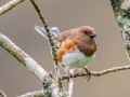 Eastern Towhee (female) - Rotary Park, Montgomery County, April 10, 2021