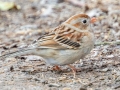 Field Sparrow - Haynes Bottom WMA, Montgomery County, February 25, 2021