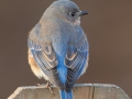 Eastern Bluebird (female) - Yard Birds - Clarksville, Montgomery County, January 13, 2021