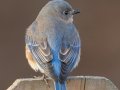 Eastern Bluebird (female) - Yard Birds - Clarksville, Montgomery County, January 13, 2021