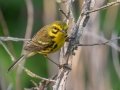 Prairie Warbler - 14300 US-79, Buchanan US-TN, Henry County, May 26, 2021