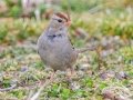 White-crowned Sparrow - Haynes Bottom WMA, Montgomery County, February 25, 2021