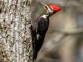 Pileated Woodpecker (male) - Rotary Park, Montgomery County, April 6, 2021
