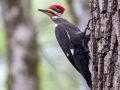 Pileated Woodpecker (male) - Rotary Park, Montgomery County, April 10, 2021