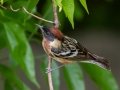 Bay-breasted Warbler - Radnor Lake State Park Natural Area, Nashville, Davidson County, May 17, 2021