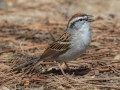 Chipping Sparrow - Bowie Nature Park, Williamson County, March 24, 2021