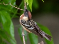 Bay-breasted Warbler - Radnor Lake State Park Natural Area, Nashville, Davidson County, May 17, 2021