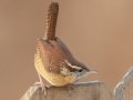 Carolina Wren- Yard Birds - Clarksville, Montgomery County, January 14, 2021