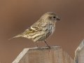 Pine Siskin - Yard Birds - Clarksville, Montgomery County, January 14, 2021