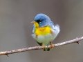 Northern Parula - Rotary Park, Montgomery County, April 10, 2021