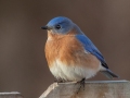 Eastern Bluebird (male) - Yard Birds - Clarksville, Montgomery County, January 14, 2021