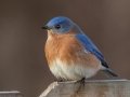 Eastern Bluebird (male) - Yard Birds - Clarksville, Montgomery County, January 14, 2021