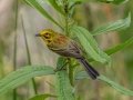 Prairie Warbler - 14300 US-79, Buchanan US-TN, Henry County, May 27, 2021