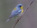Northern Parula - Rotary Park, Montgomery County, April 10, 2021