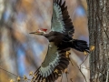 Pileated Woodpecker (male) - Rotary Park, Montgomery County, April 6, 2021