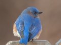 Eastern Bluebird (male) - Yard Birds - Clarksville, Montgomery County, January 14, 2021
