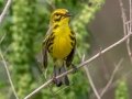 Prairie Warbler - 14300 US-79, Buchanan US-TN, Henry County, May 27, 2021