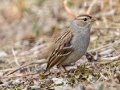 White-crowned Sparrow - Haynes Bottom WMA, Montgomery County, February 25, 2021
