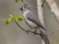 Tufted Titmouse - Rotary Park, Montgomery County, April 6, 2021