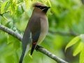 Cedar Waxwing - Radnor Lake State Park Natural Area, Nashville, Davidson County, May 17, 2021